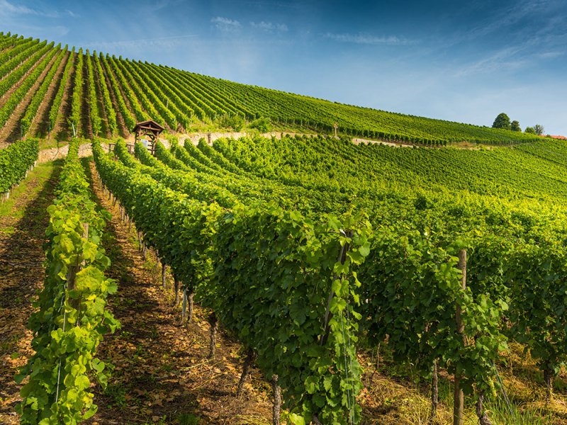 La Strada del Vino: Tra DOC e Sapori Autentici